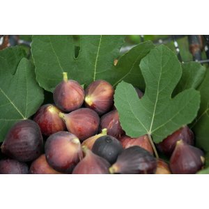 Figovník jedlý (Ficus Carica) ´BROGIOTTO NERO´ - výška 110-140 cm, obvod kmeňa 4/6cm, kont. C9L (-16°C) 